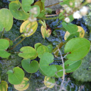 acheter Echinodorus Harbish for sale buy on line (5)