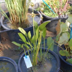 acheter Echinodorus Paliofolius for sale buy on line (12)