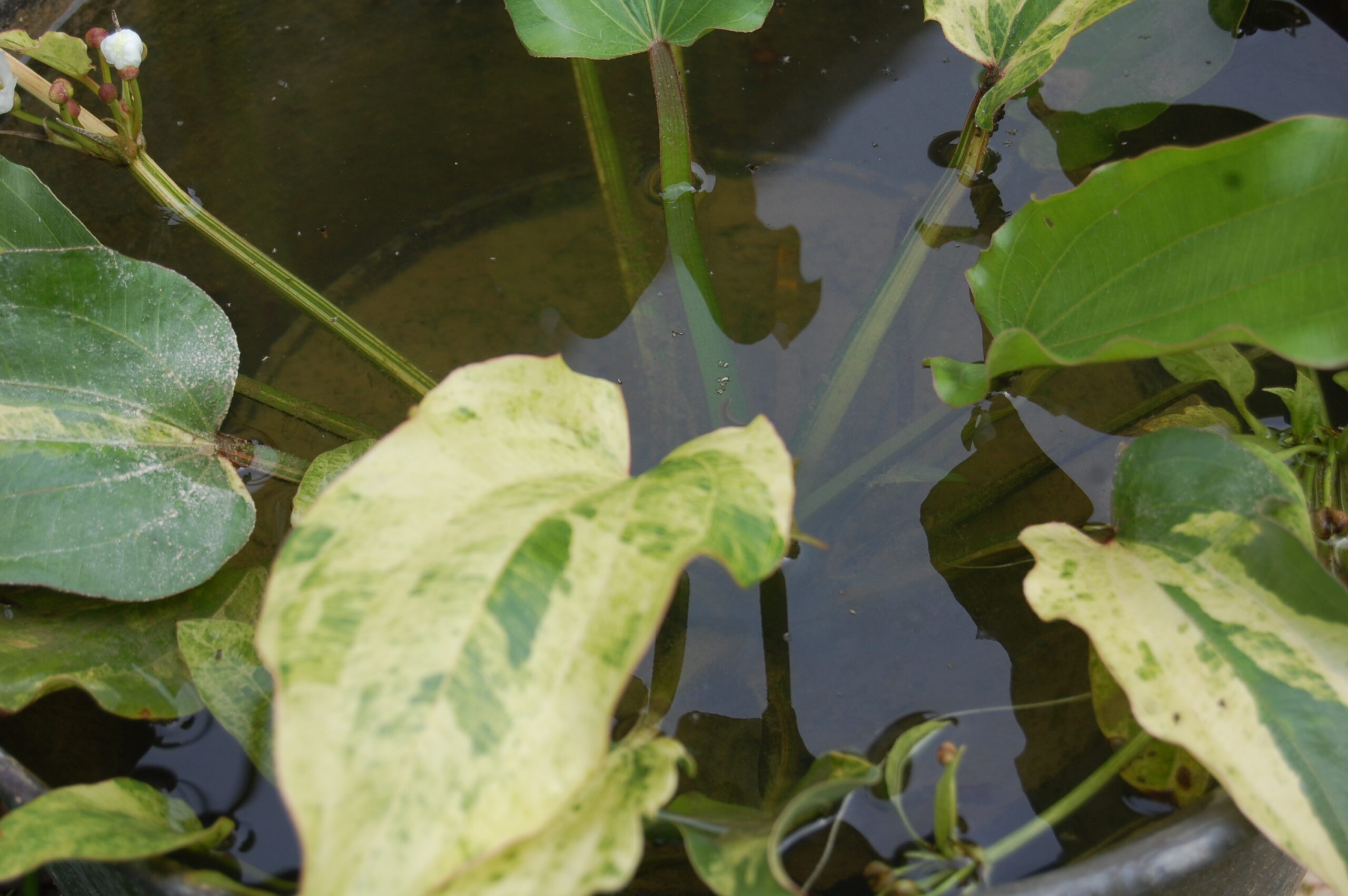 acheter Echinodorus Variegata for sale buy on line (1)