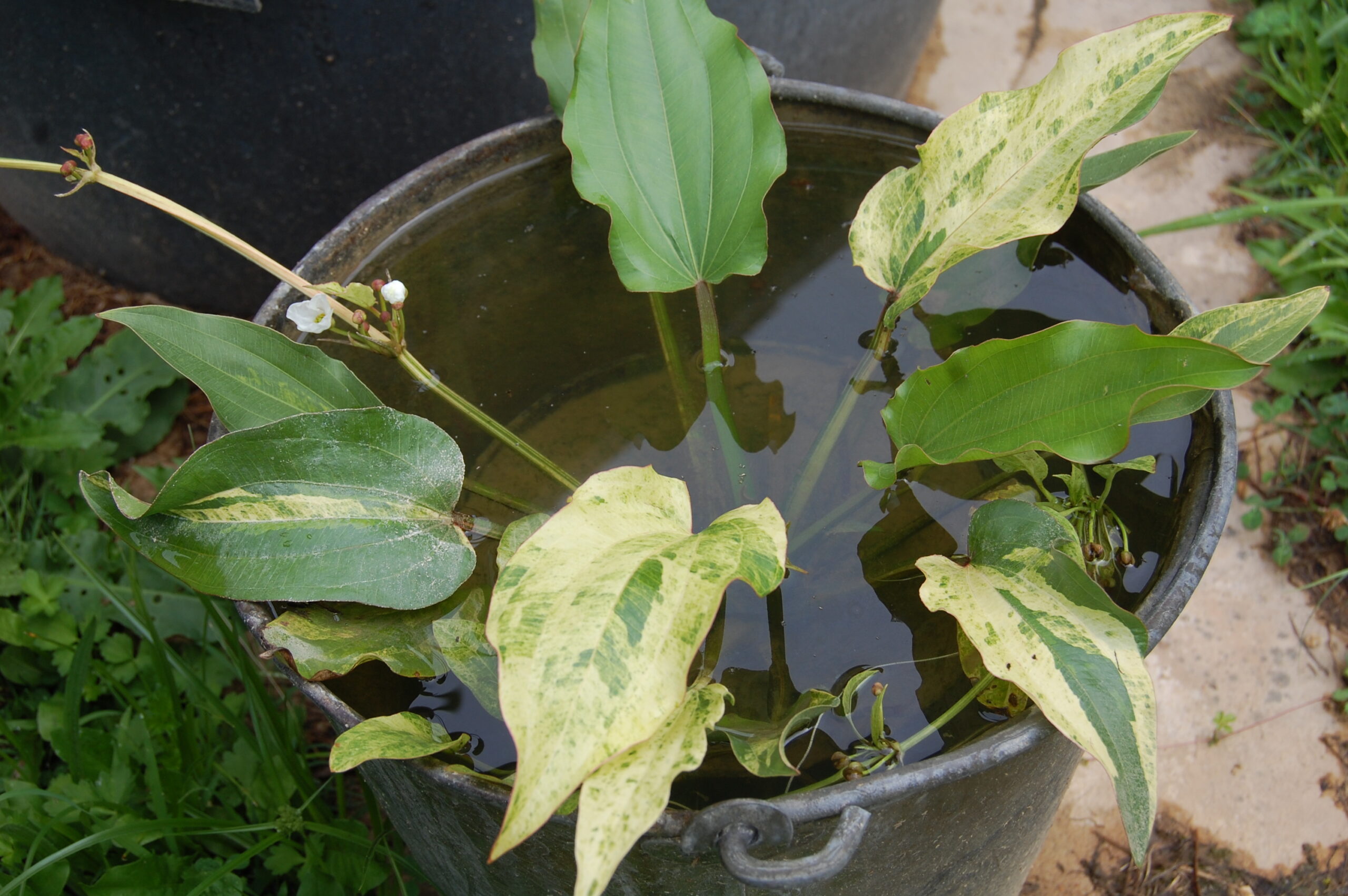 acheter Echinodorus Variegata for sale buy on line (2)