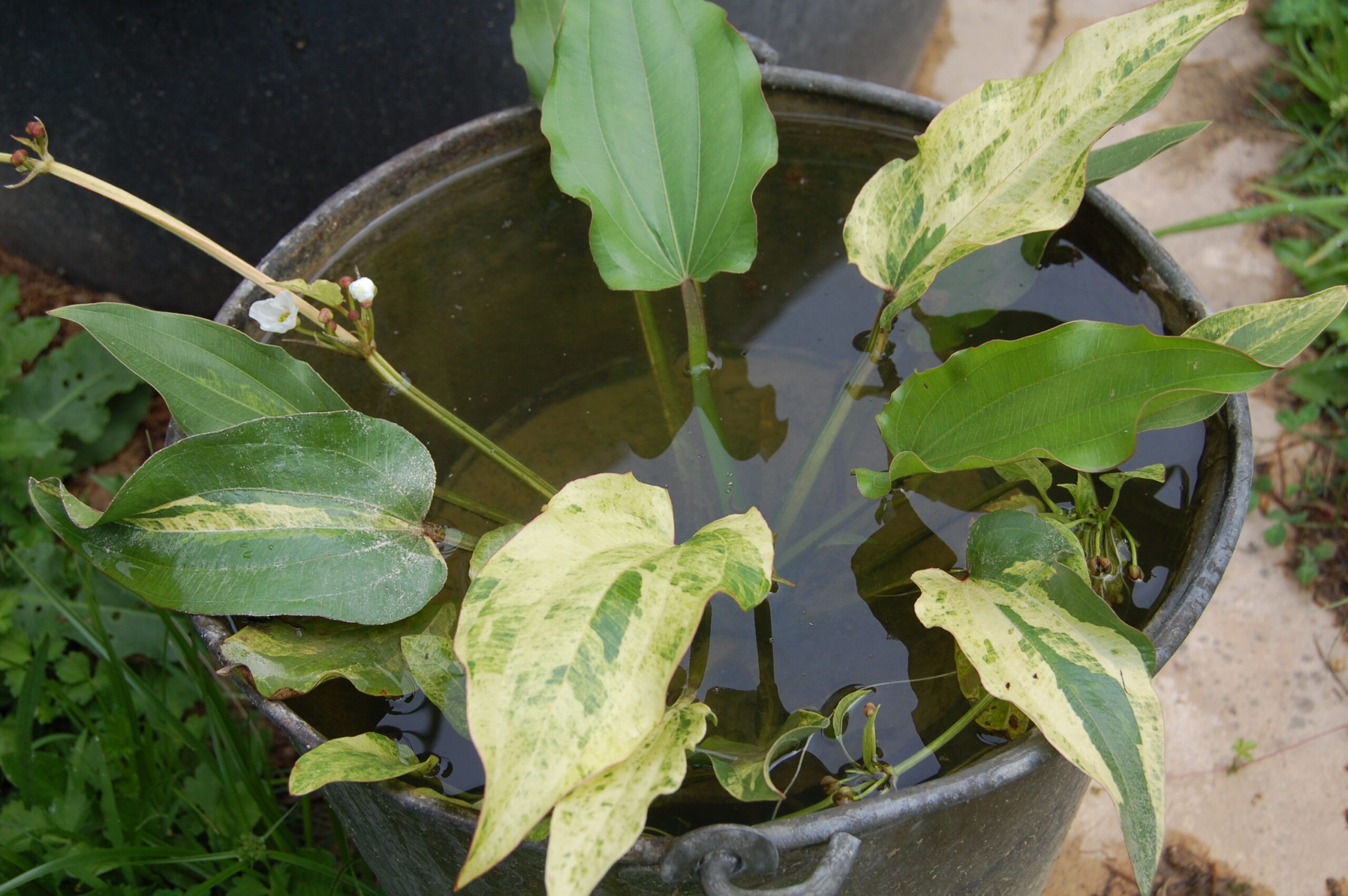 acheter Echinodorus Variegata for sale buy on line (3)
