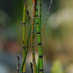 acheter Equisetum Americanum for sale buy on line (3)