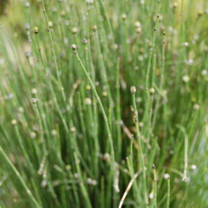 acheter Equisetum Scirpoides for sale buy on line (3)