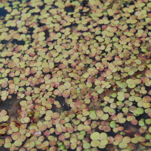acheter Grande lentille d'eau (Spirodela Polyrhiza) for sale buy on line