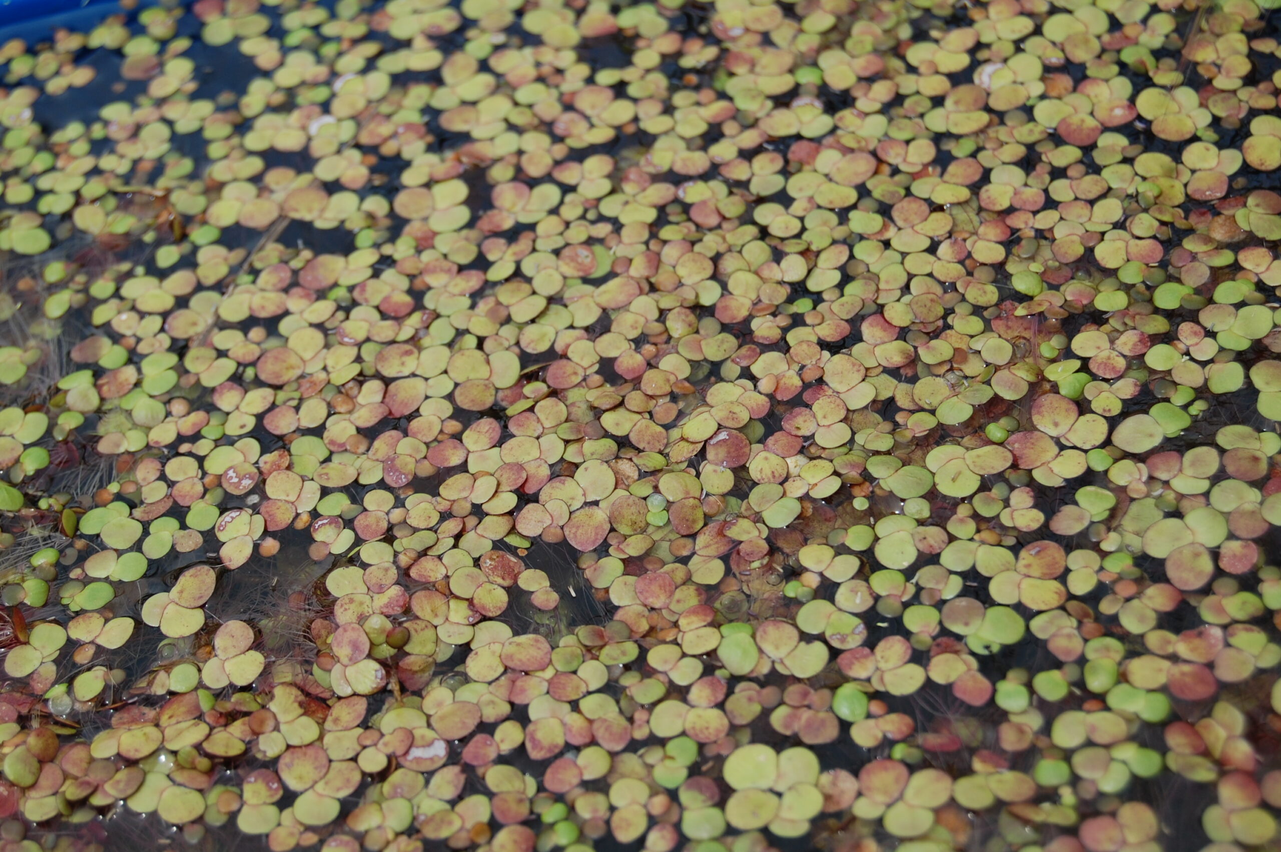 acheter Grande lentille d'eau (Spirodela Polyrhiza) for sale buy on line
