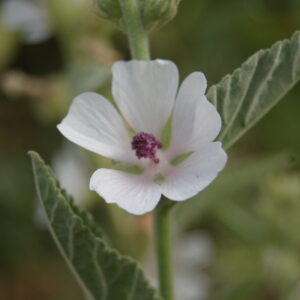 acheter Guimauve Officinale for sale buy on line (14)