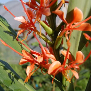 acheter Hedychium Coccineum for sale buy on line (10)
