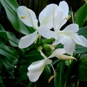acheter Hedychium Coronarium for sale buy on line (1)