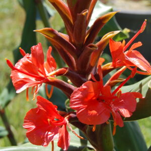 acheter Hedychium Rubrum for sale buy on line (2)