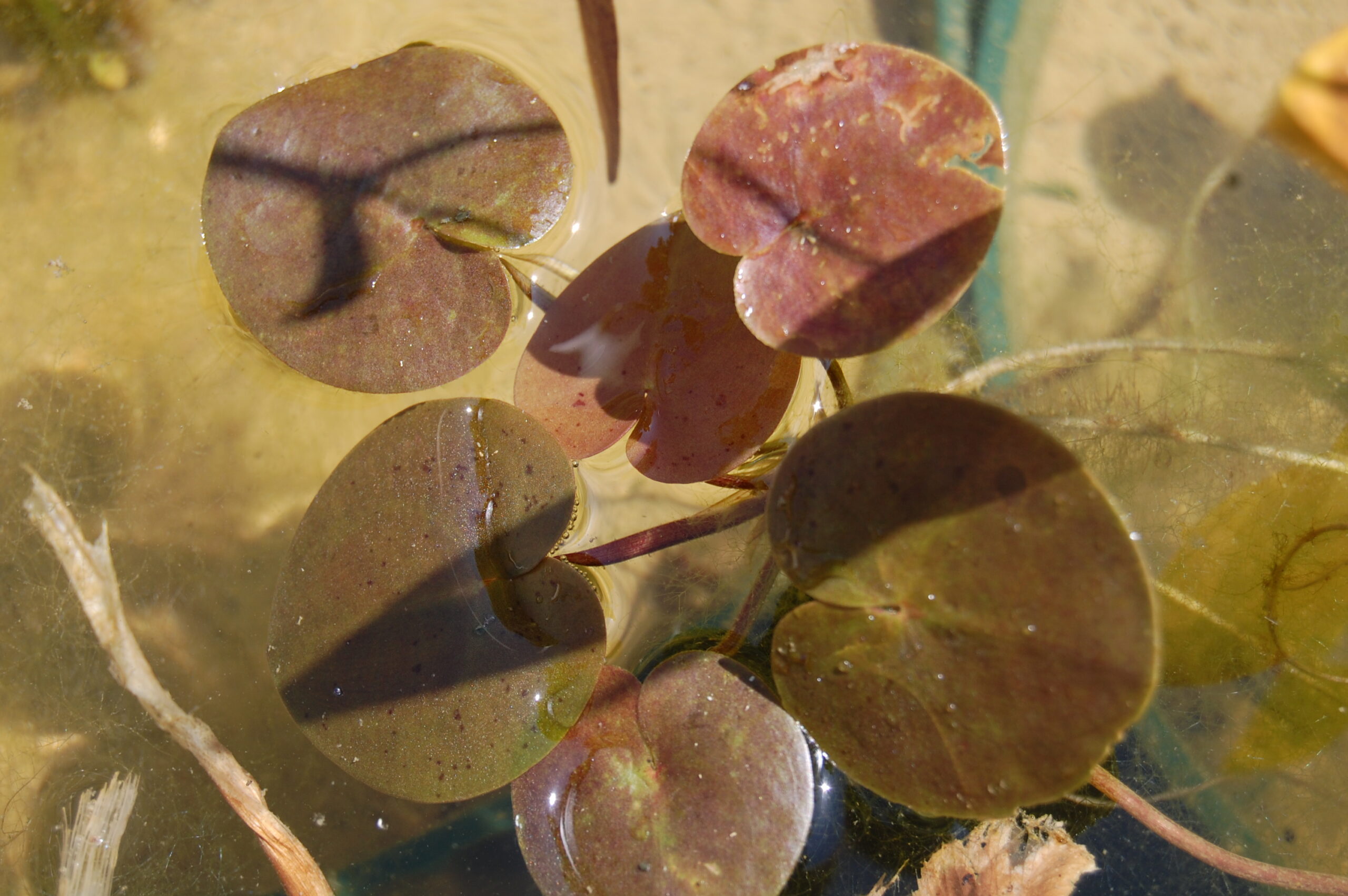 acheter Hydrocaris Morsus Ranaea grenouillette for sale buy on line (1)