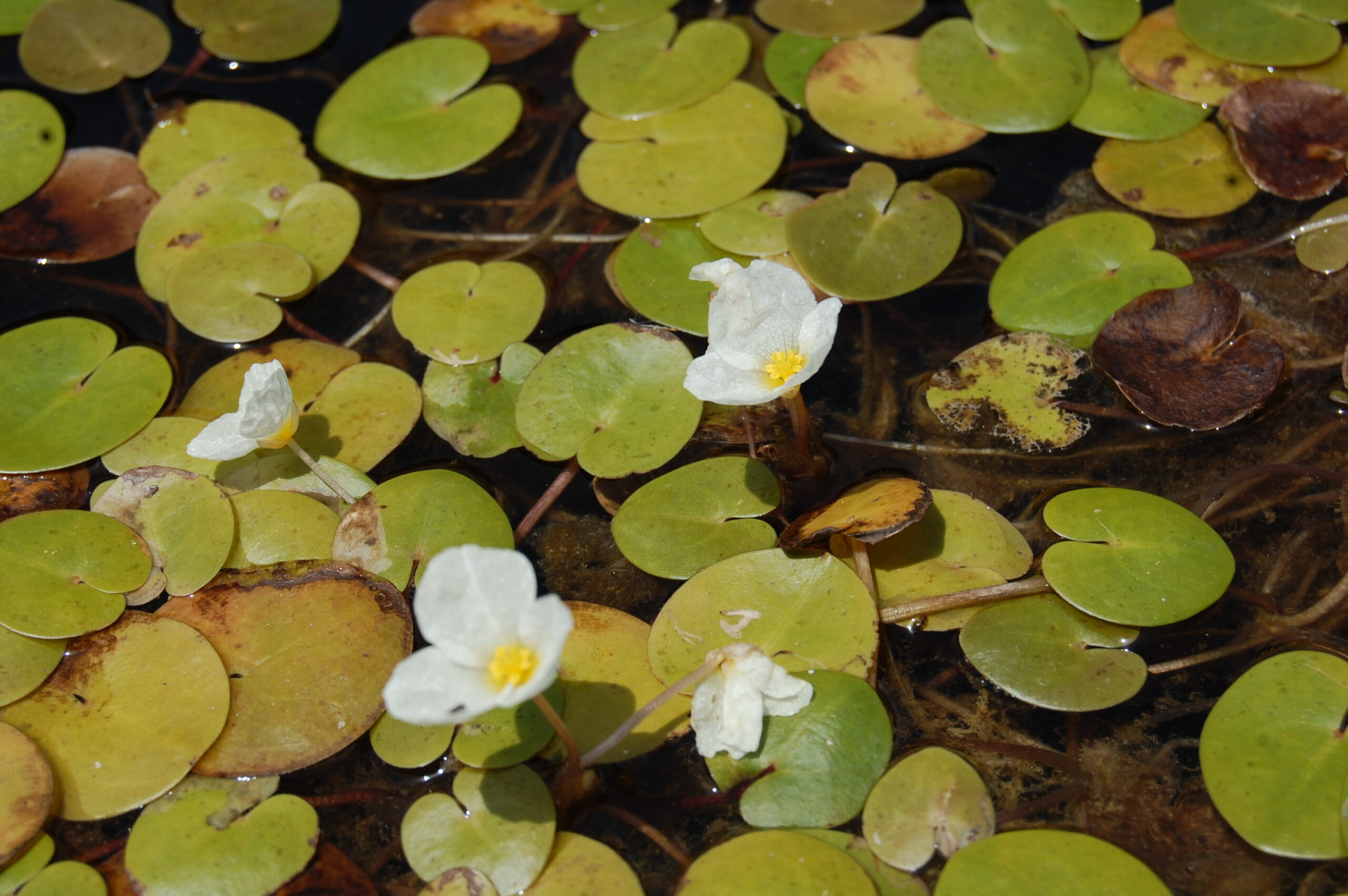 acheter Hydrocaris Morsus Ranaea grenouillette for sale buy on line (2)