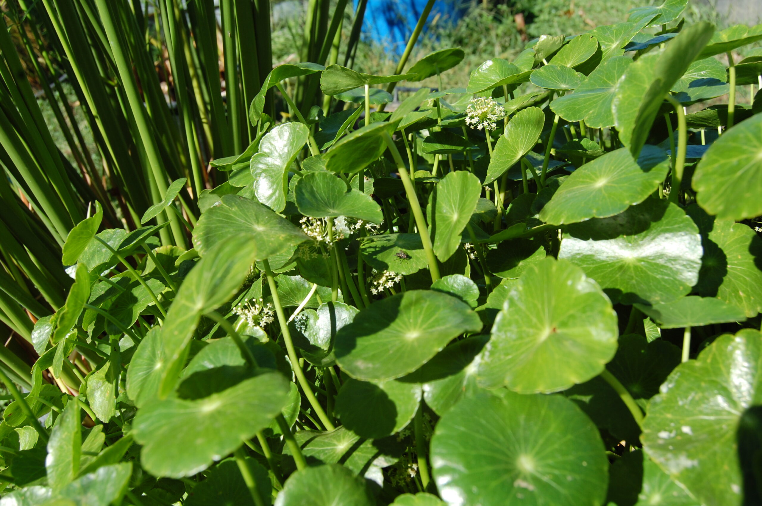 acheter Hydrocotyle Vulgaris for sale buy on line (1)
