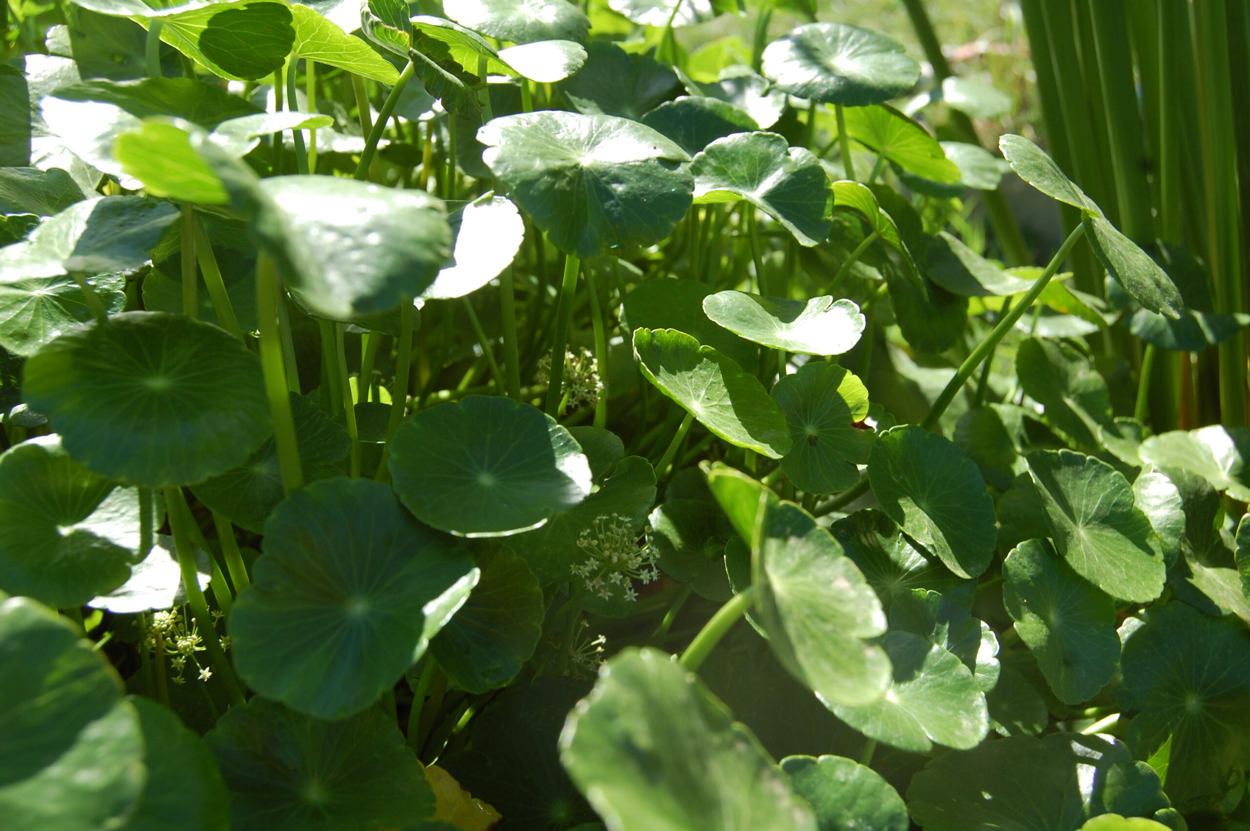 acheter Hydrocotyle Vulgaris for sale buy on line (10)