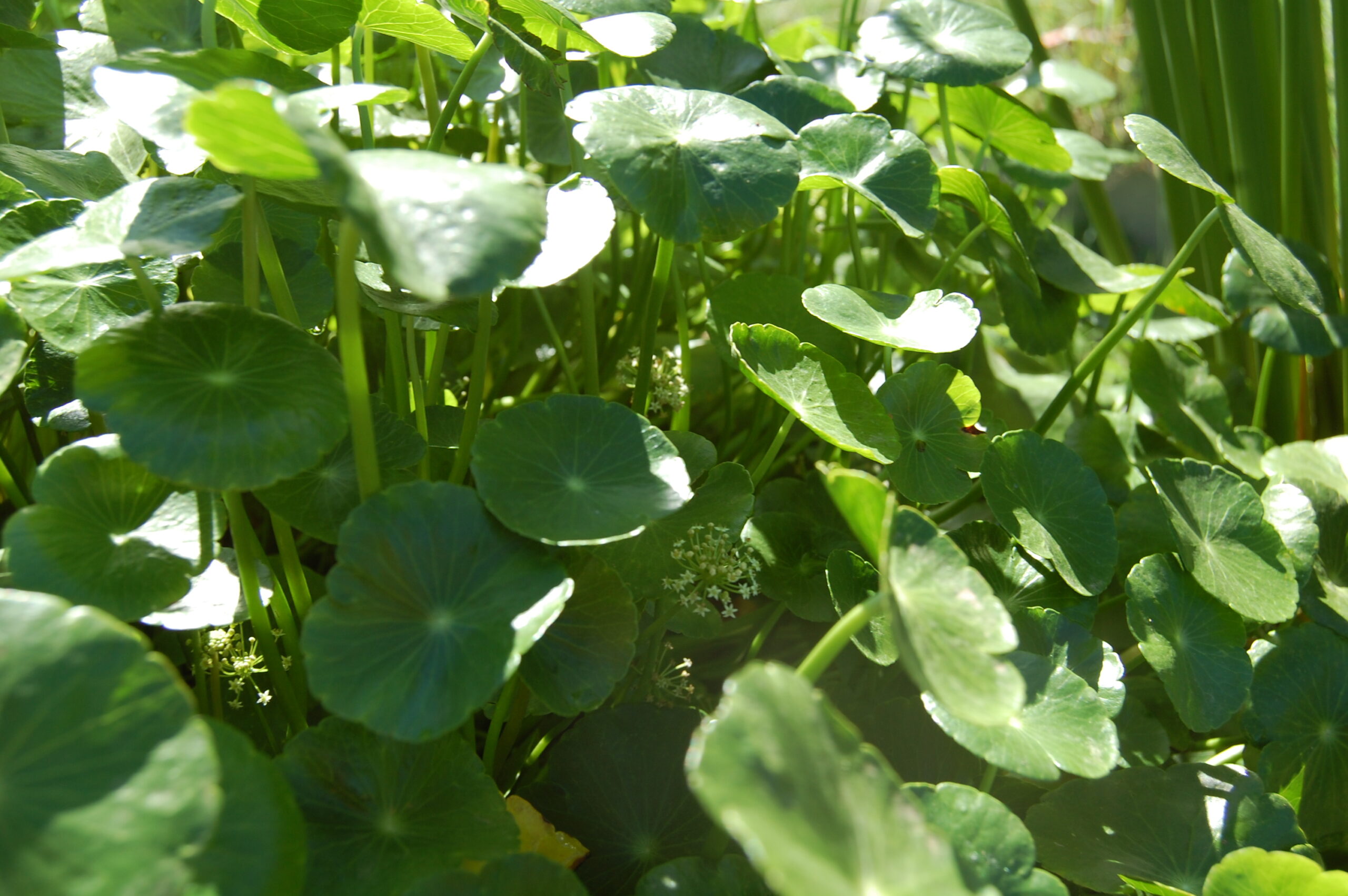 acheter Hydrocotyle Vulgaris for sale buy on line (11)