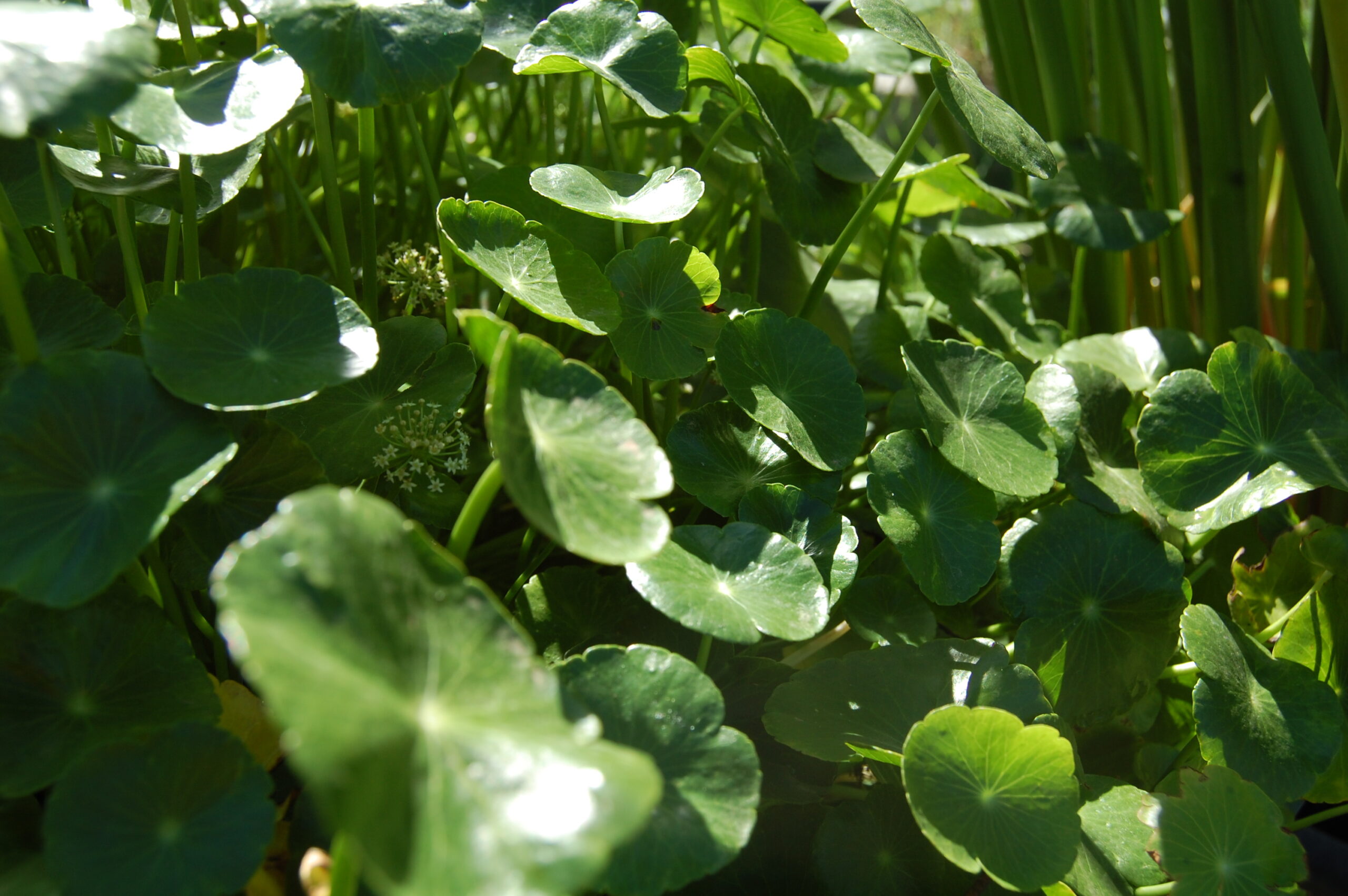 acheter Hydrocotyle Vulgaris for sale buy on line (12)