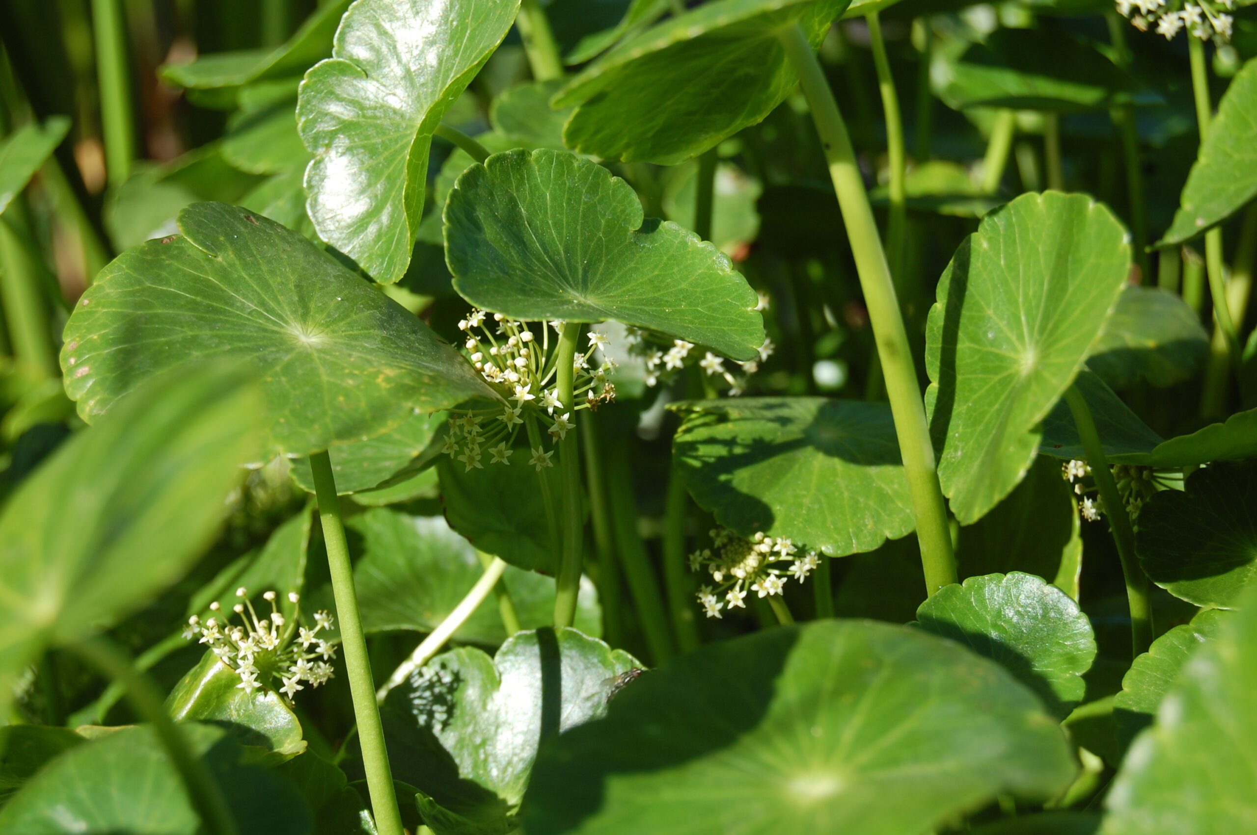 acheter Hydrocotyle Vulgaris for sale buy on line (13)