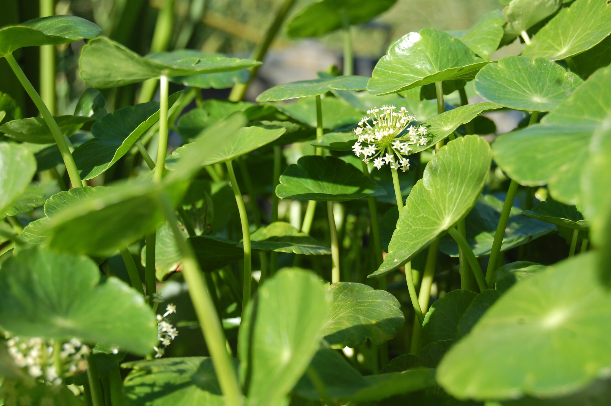 acheter Hydrocotyle Vulgaris for sale buy on line (14)