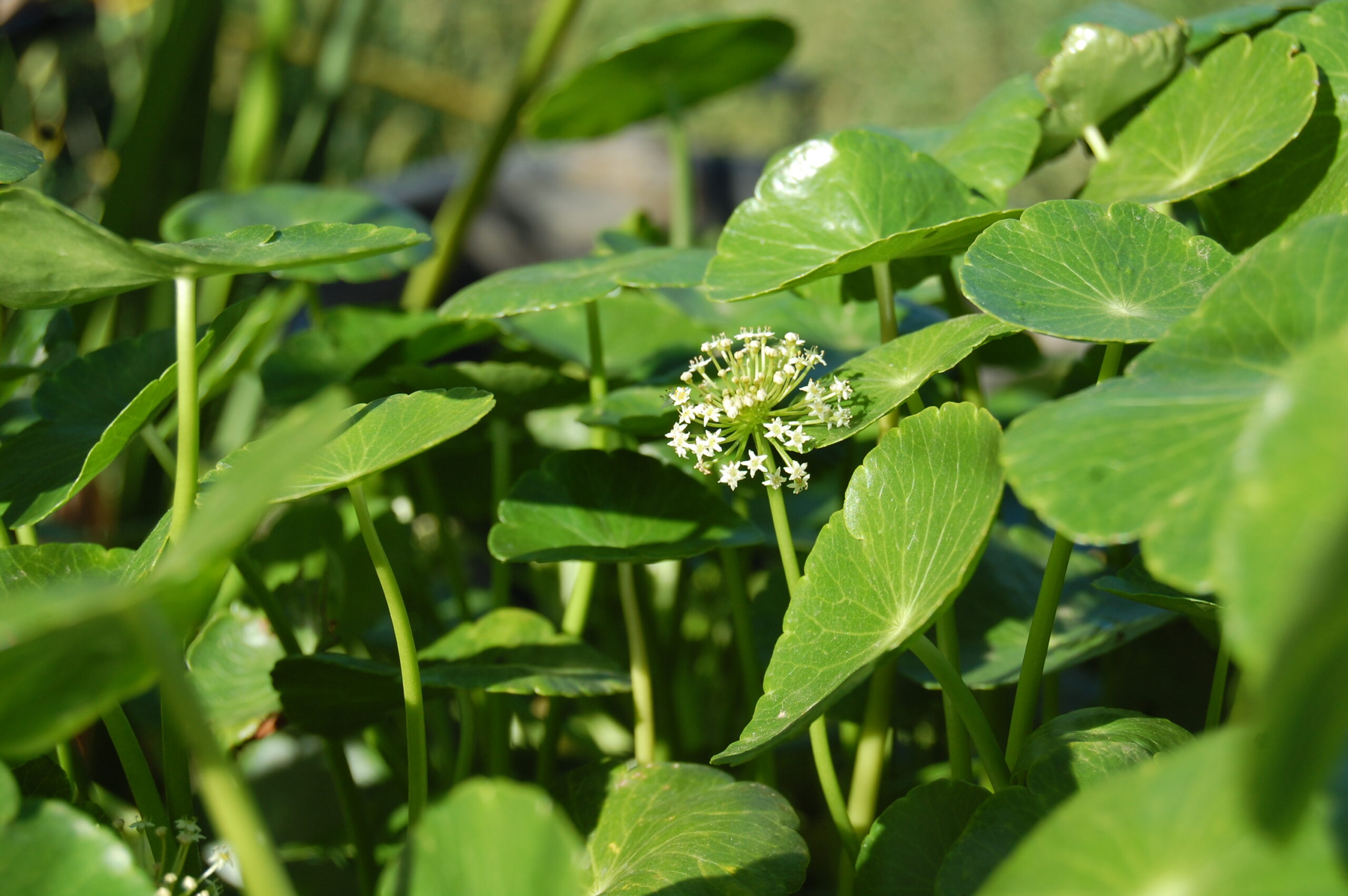 acheter Hydrocotyle Vulgaris for sale buy on line (15)