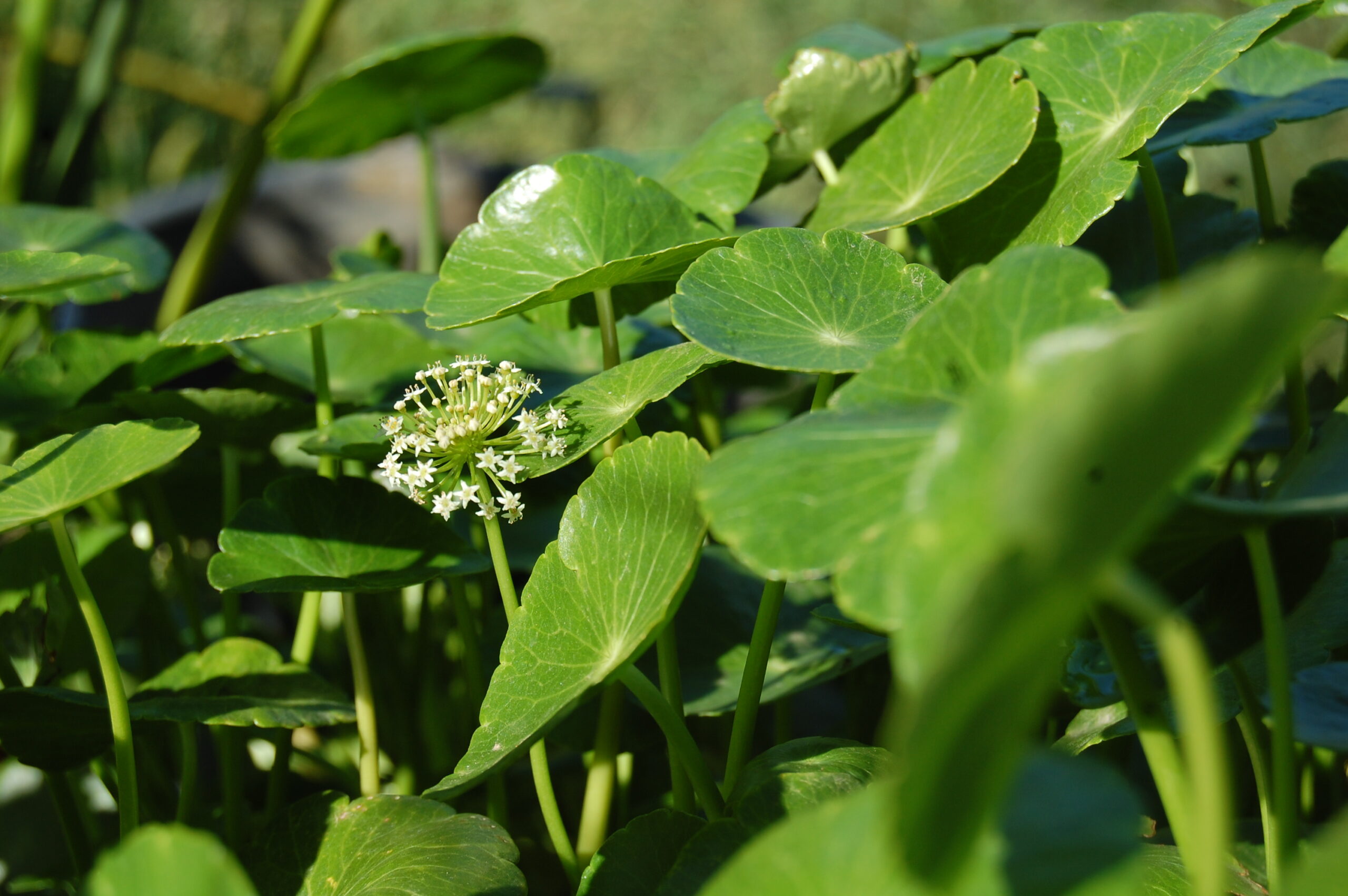 acheter Hydrocotyle Vulgaris for sale buy on line (16)