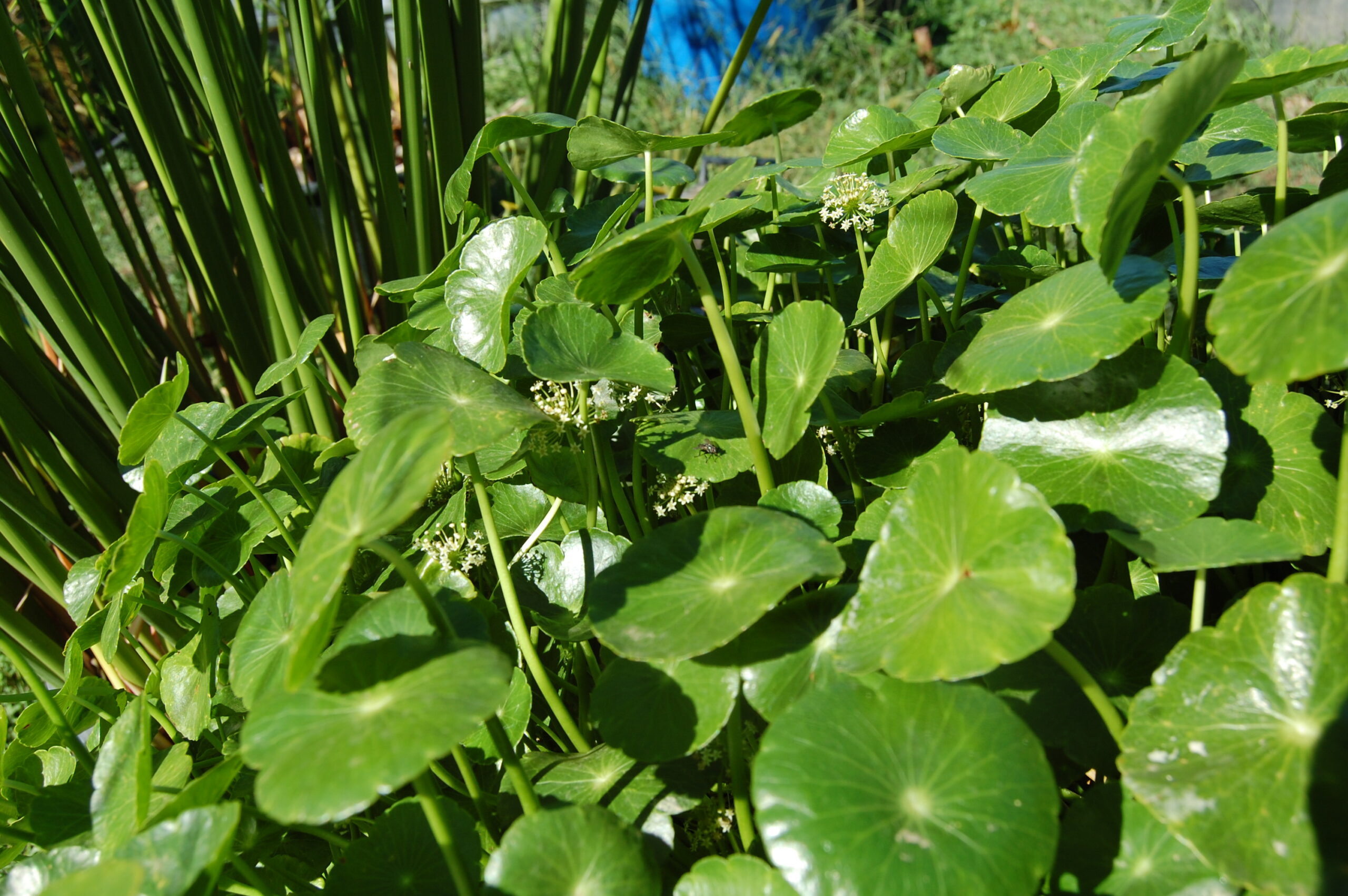 acheter Hydrocotyle Vulgaris for sale buy on line (17)