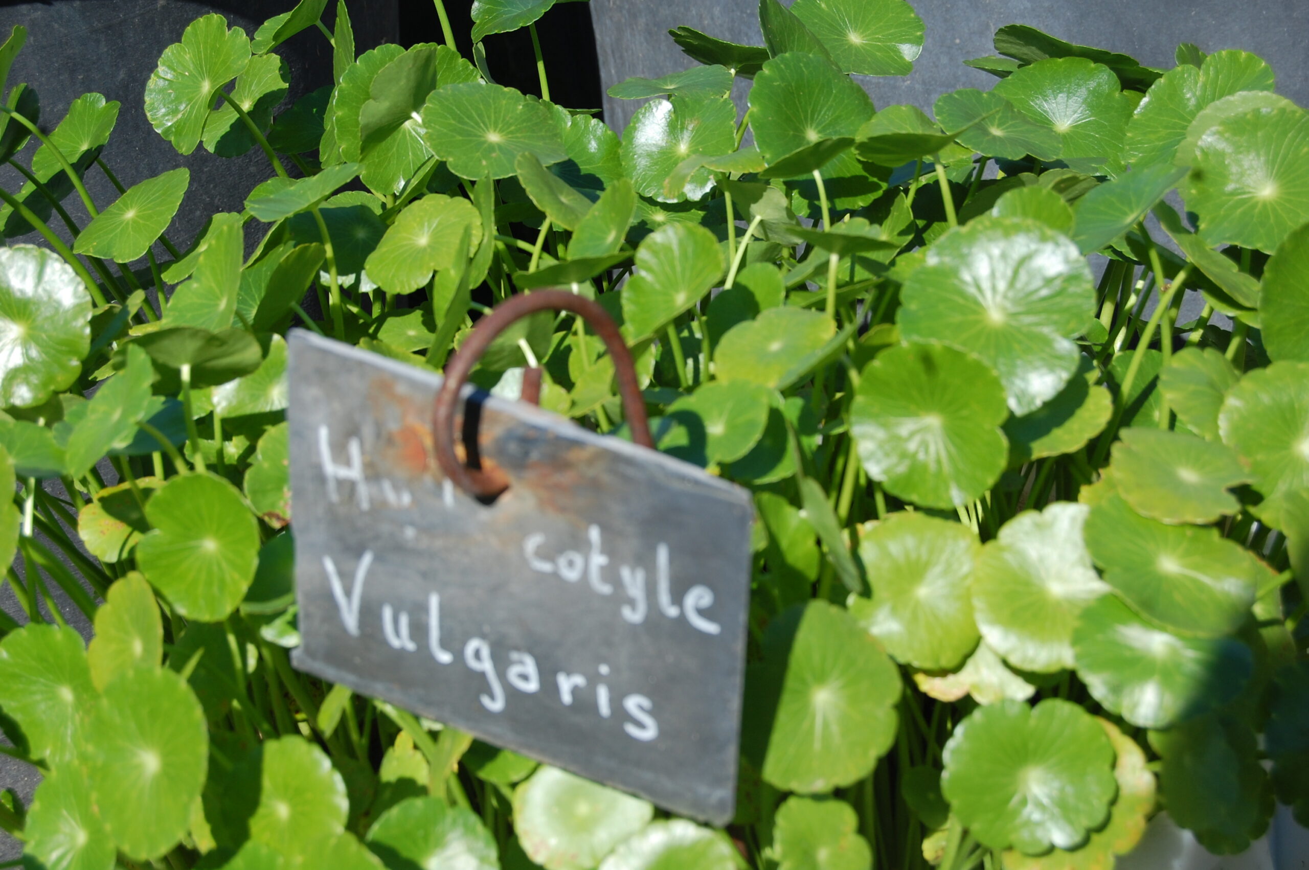 acheter Hydrocotyle Vulgaris for sale buy on line (2)