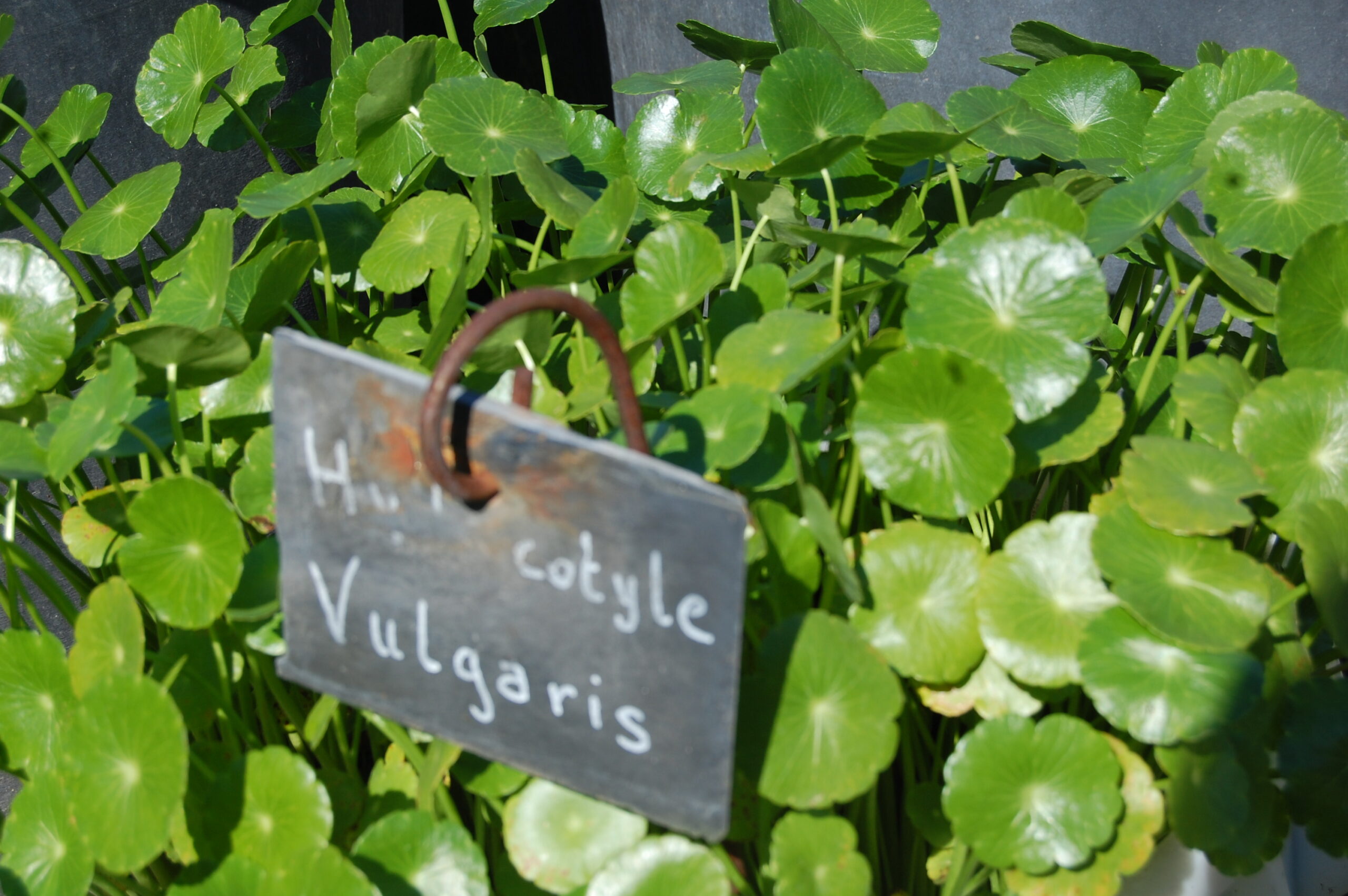 acheter Hydrocotyle Vulgaris for sale buy on line (3)