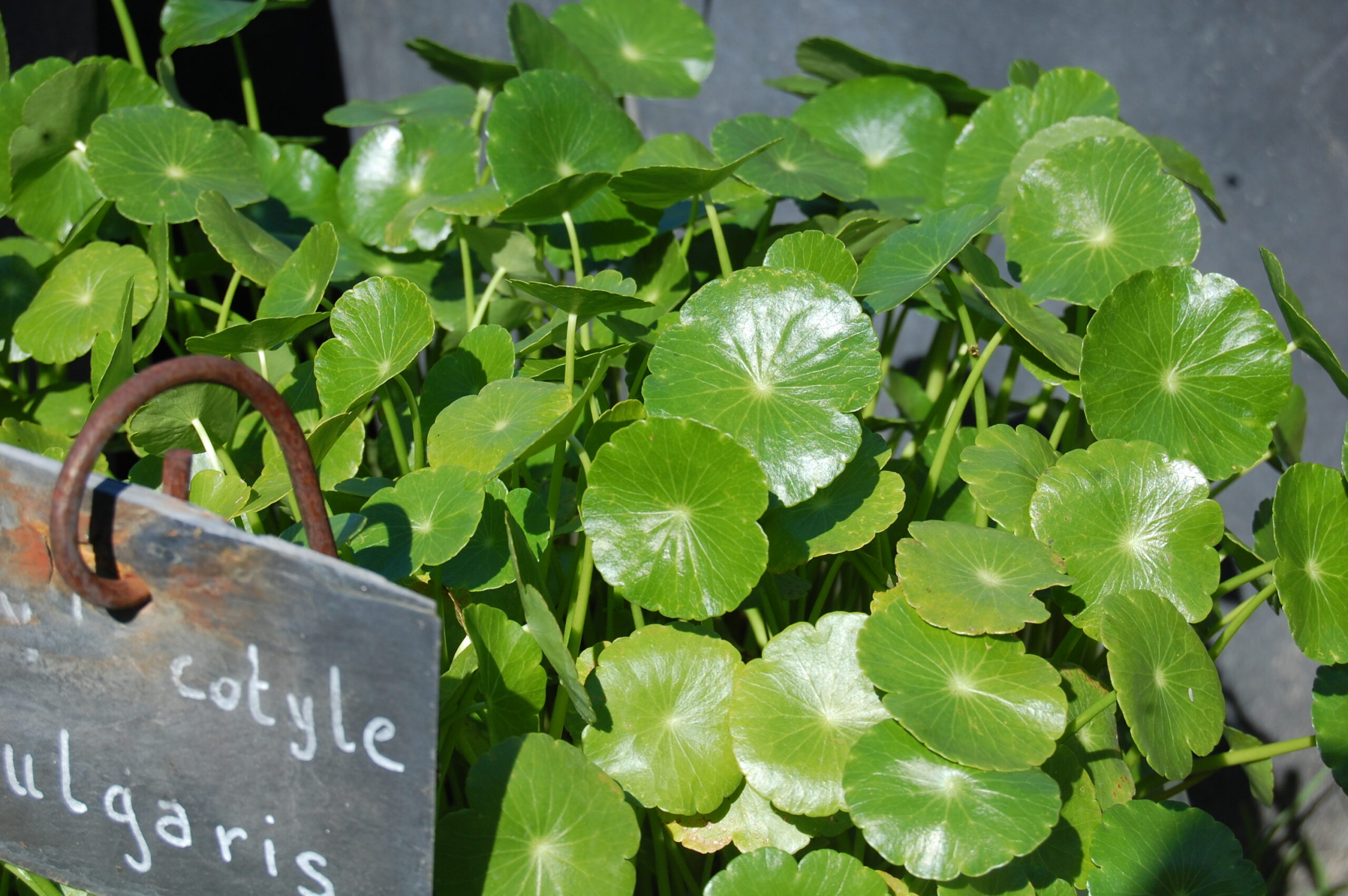 acheter Hydrocotyle Vulgaris for sale buy on line (4)