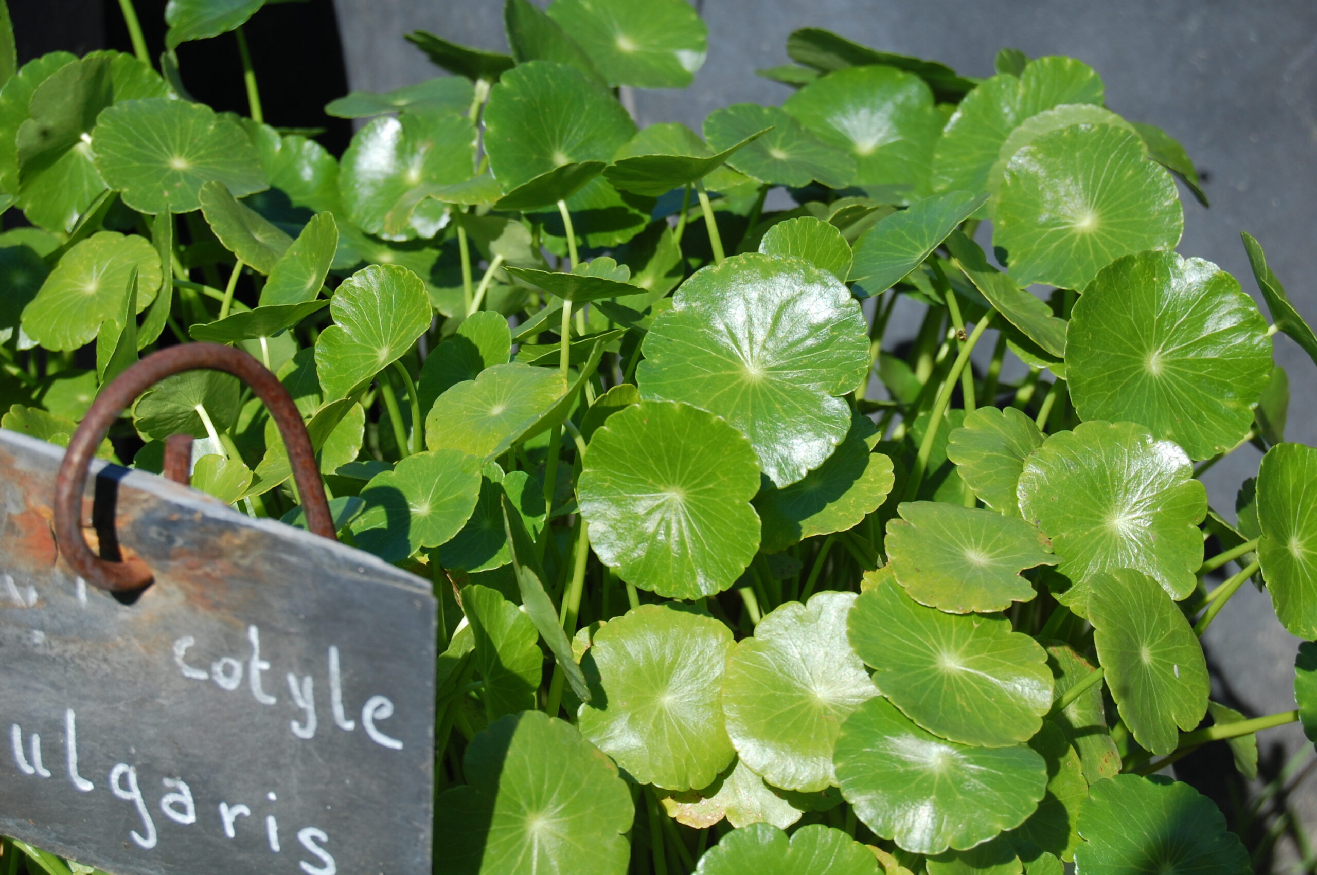 acheter Hydrocotyle Vulgaris for sale buy on line (5)