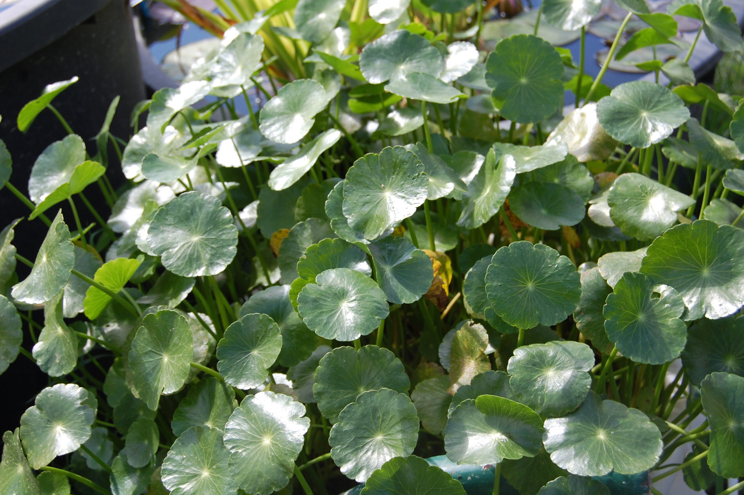 acheter Hydrocotyle Vulgaris for sale buy on line (6)