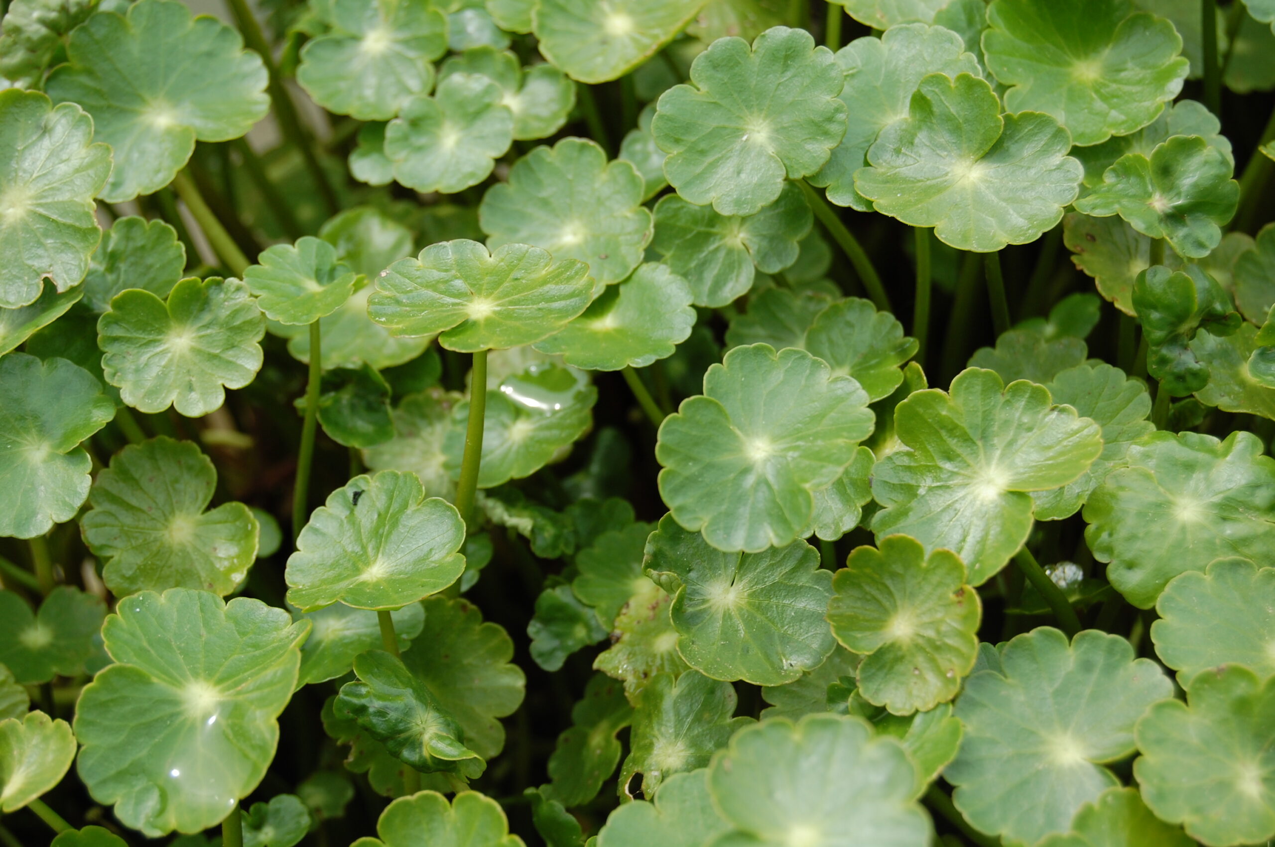 acheter Hydrocotyle Vulgaris for sale buy on line (7)