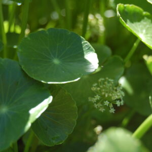 acheter Hydrocotyle Vulgaris for sale buy on line (8)