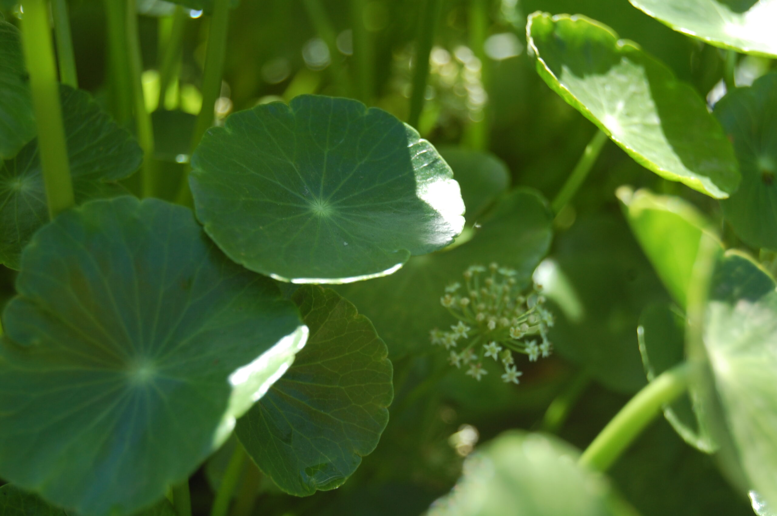 acheter Hydrocotyle Vulgaris for sale buy on line (8)