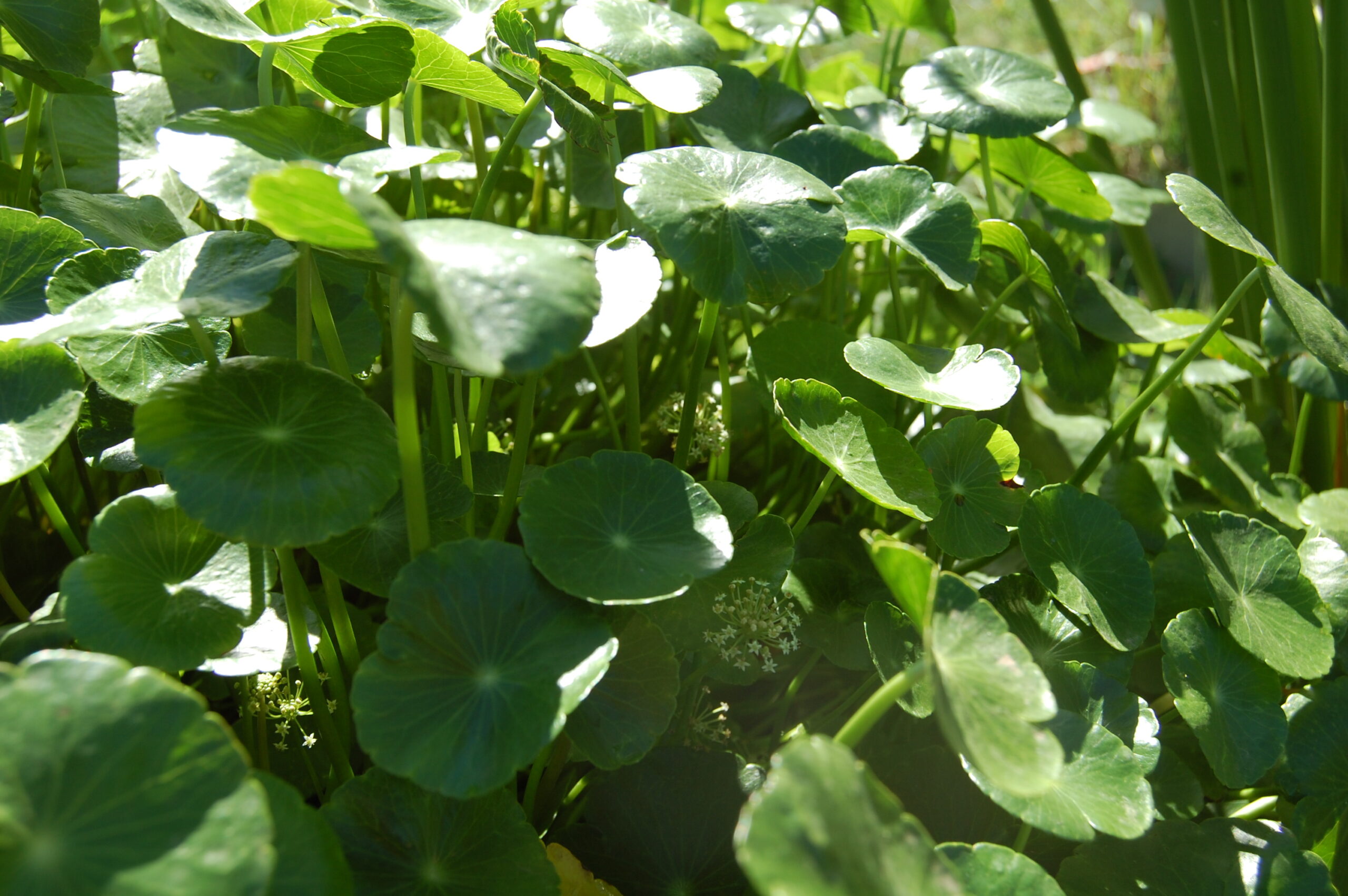 acheter Hydrocotyle Vulgaris for sale buy on line (9)