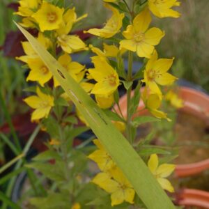 acheter Lysimaque Ponctué Lysimachia Punctata for sale buy on line (5)