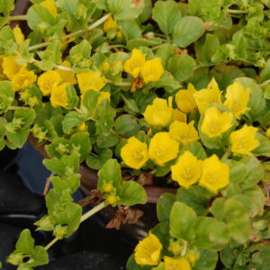 acheter Lysimaque Rampant Lysimachia Nummularia for sale buy on line (11)