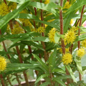 acheter Lysimaque Thyrsiflora for sale buy on line (6)