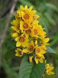 acheter Lysimaque Vulgaris for sale buy on line (2)