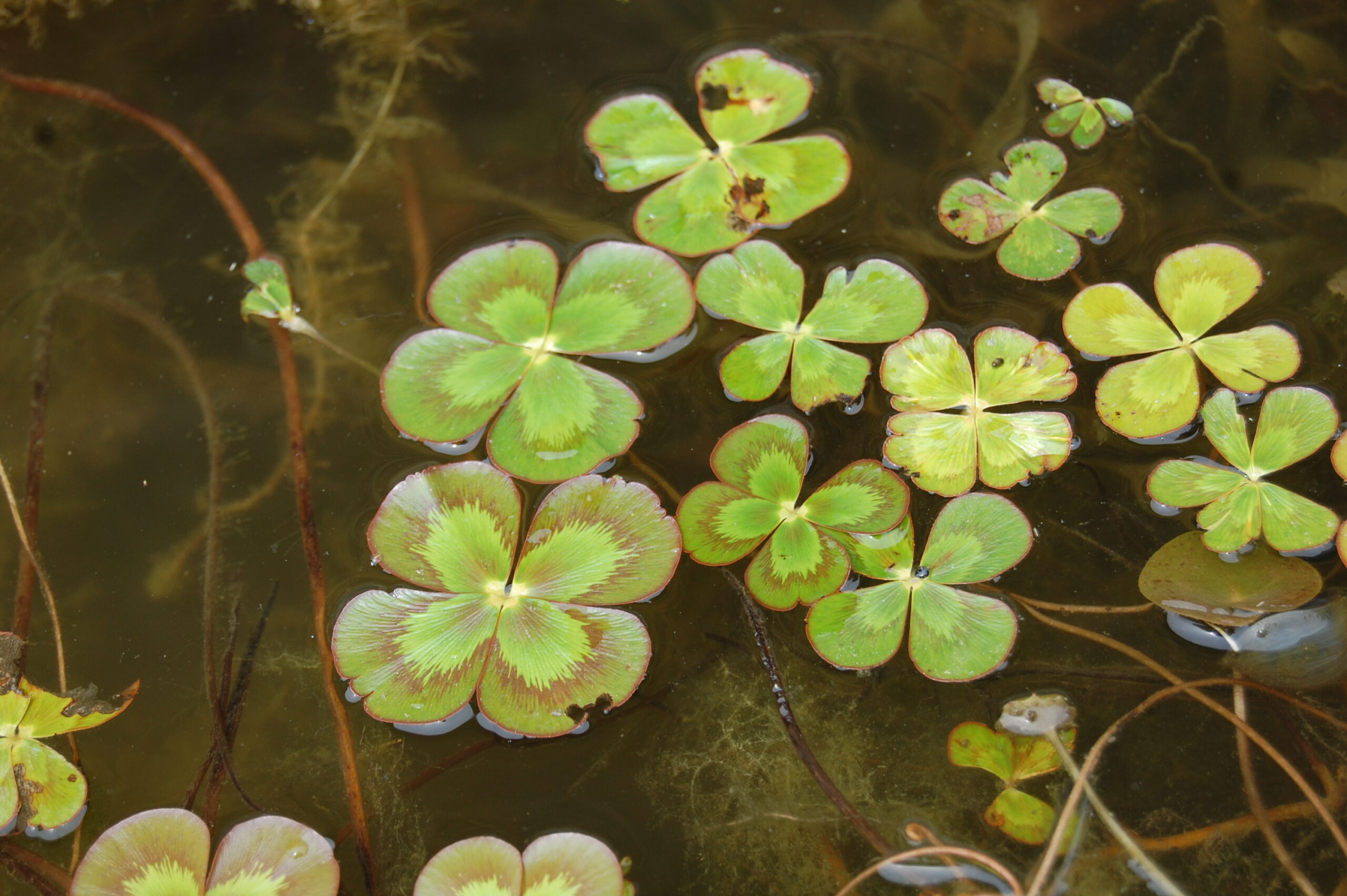 acheter Marcilea Mutica for sale buy on line (1)