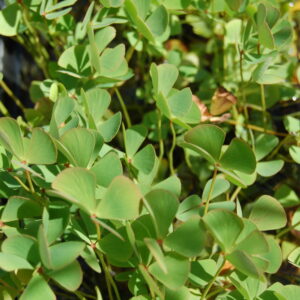 acheter Marcilea Quadrifolia for sale buy on line (1)