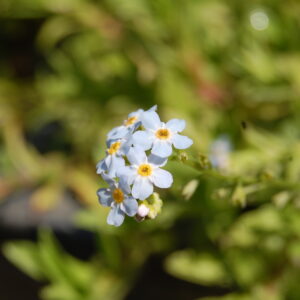 acheter Myosotis Palustris for sale buy on line (3)