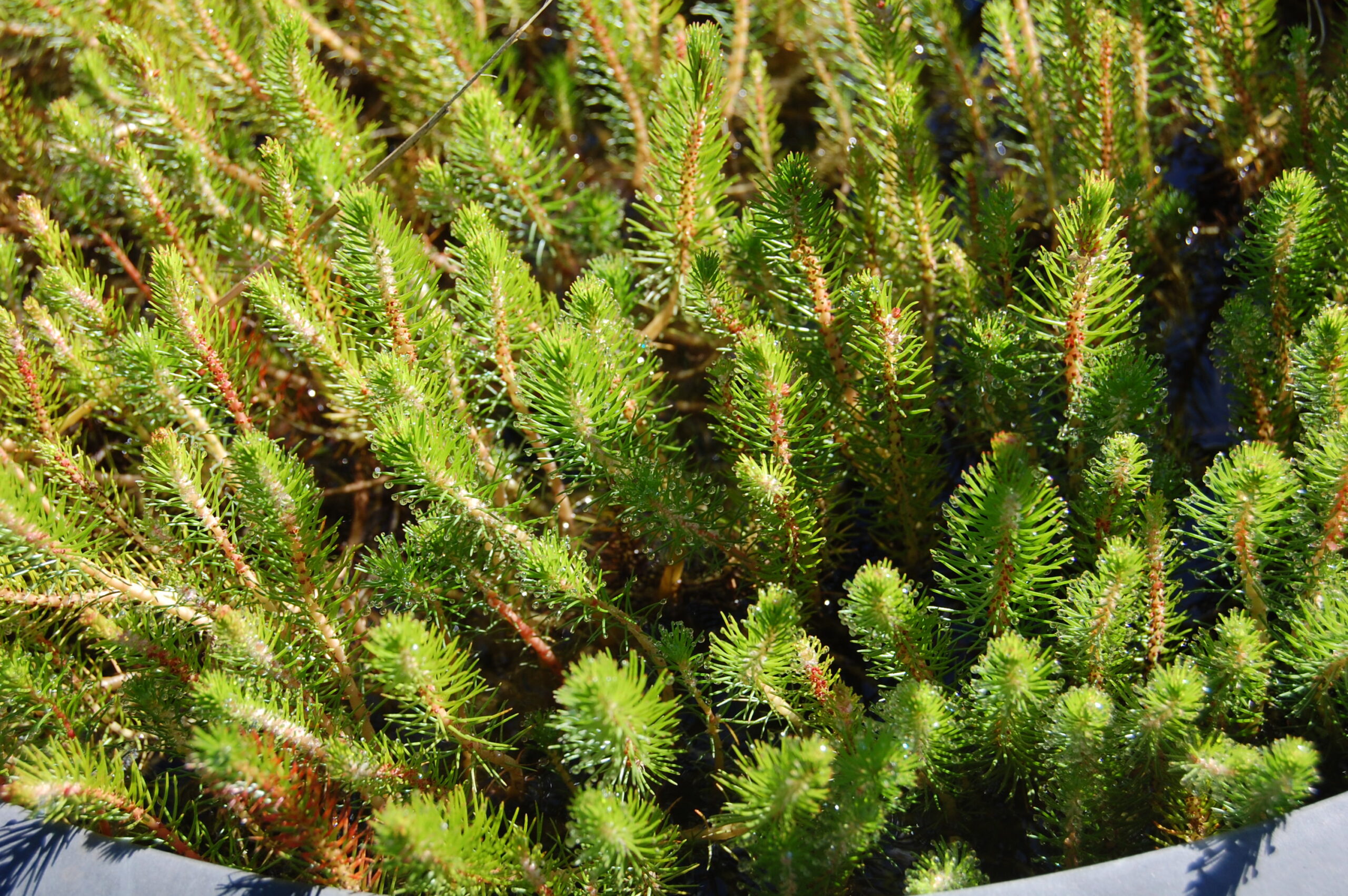 acheter Myriophyllum Propium for sale buy on line (10)