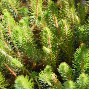 acheter Myriophyllum Propium for sale buy on line (11)