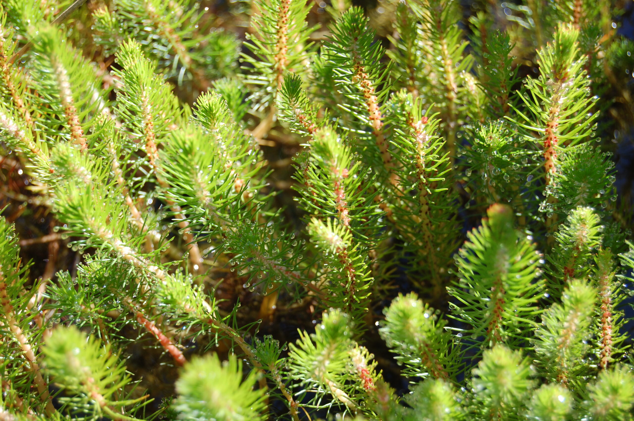 acheter Myriophyllum Propium for sale buy on line (11)