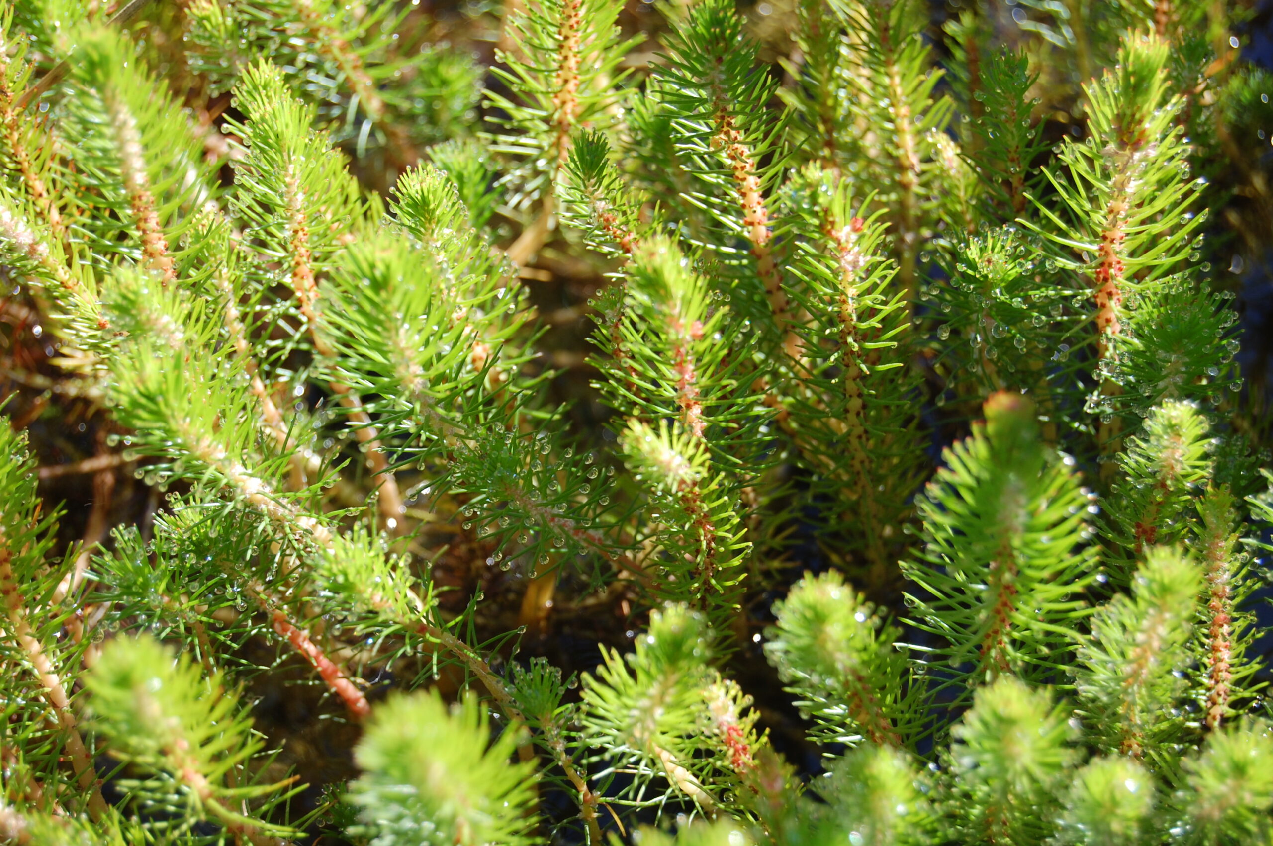 acheter Myriophyllum Propium for sale buy on line (4)