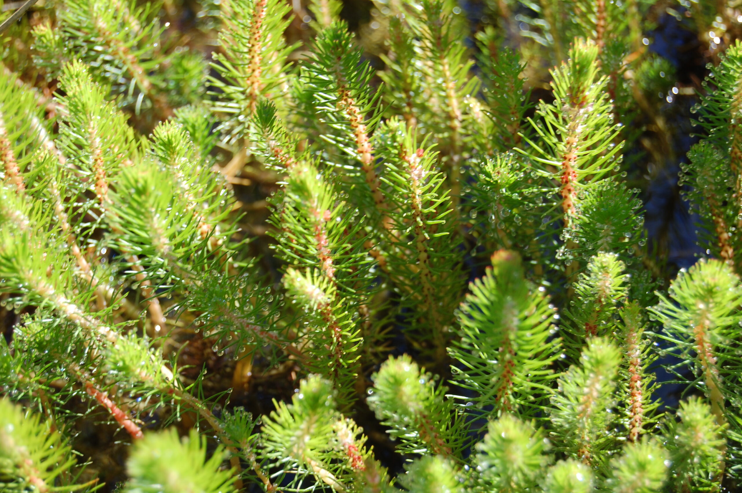 acheter Myriophyllum Propium for sale buy on line (5)