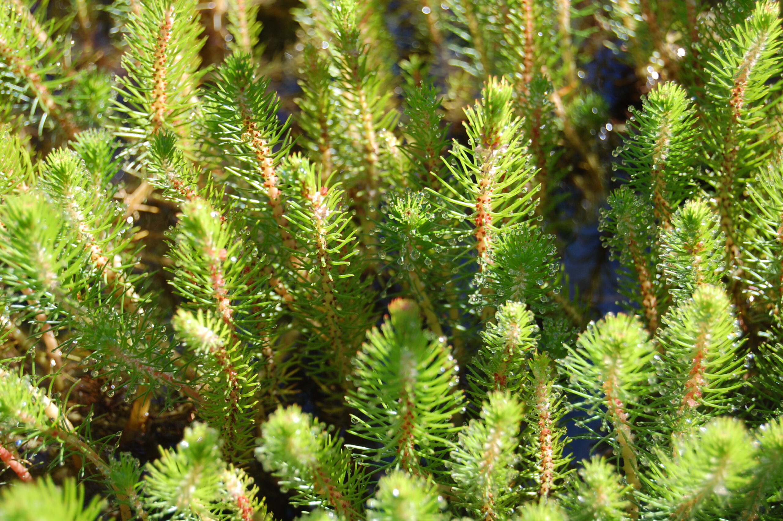 acheter Myriophyllum Propium for sale buy on line (6)