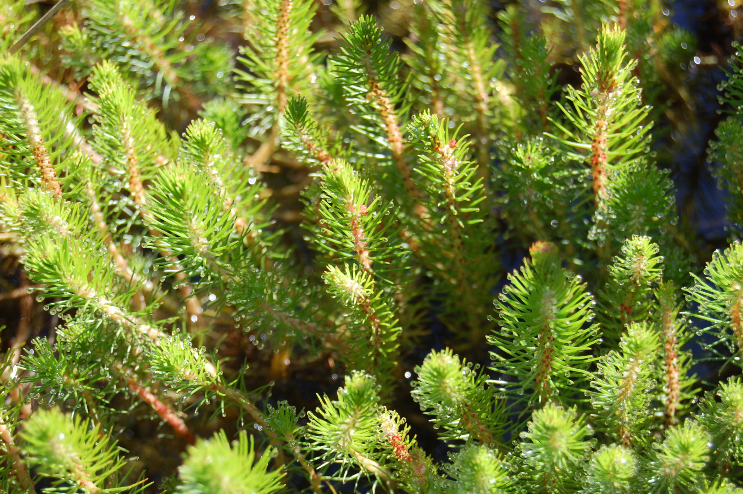 acheter Myriophyllum Propium for sale buy on line (9)