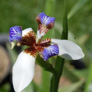 acheter Néomarica Gracilis for sale buy on line (2)