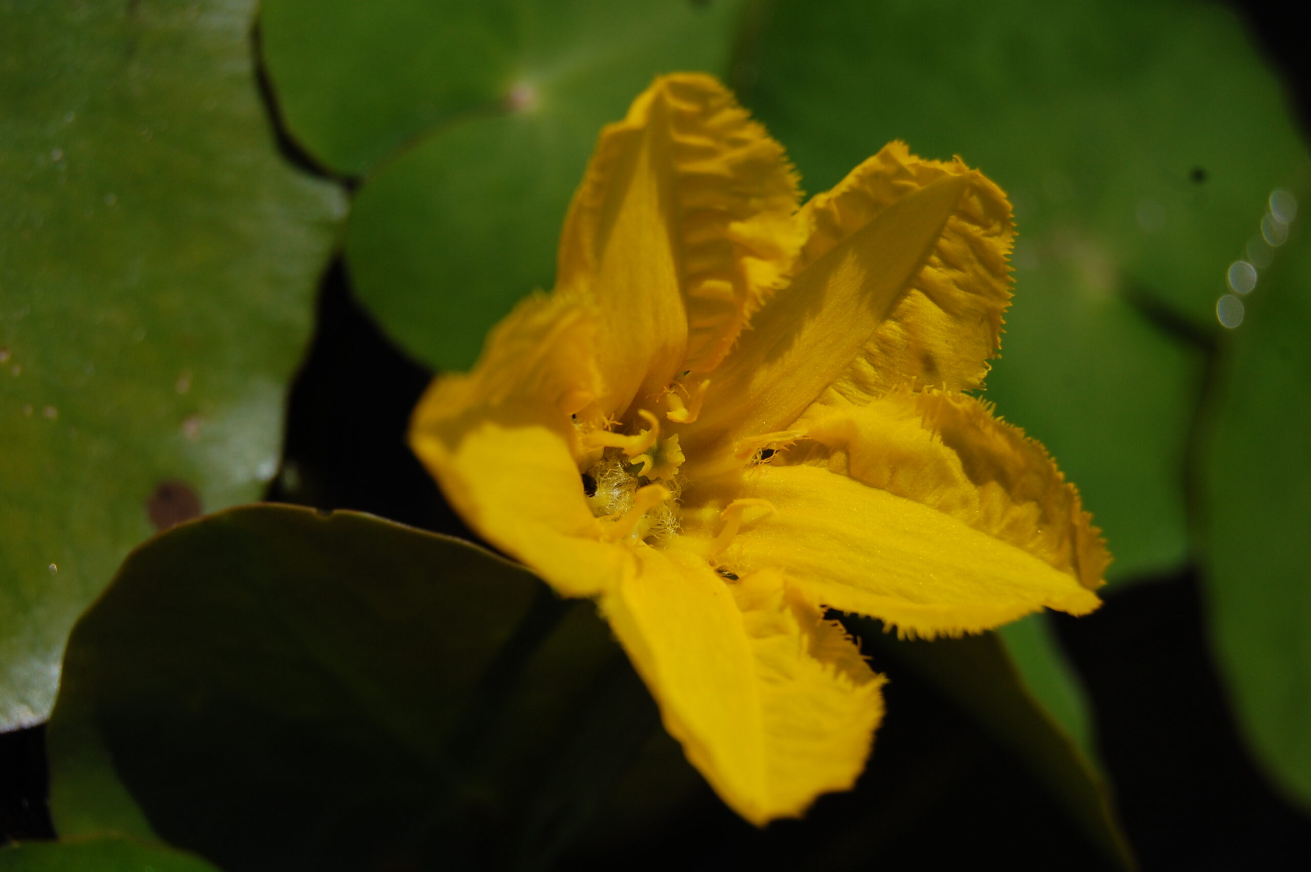 acheter Nymphoides Peltata for sale buy on line (1)