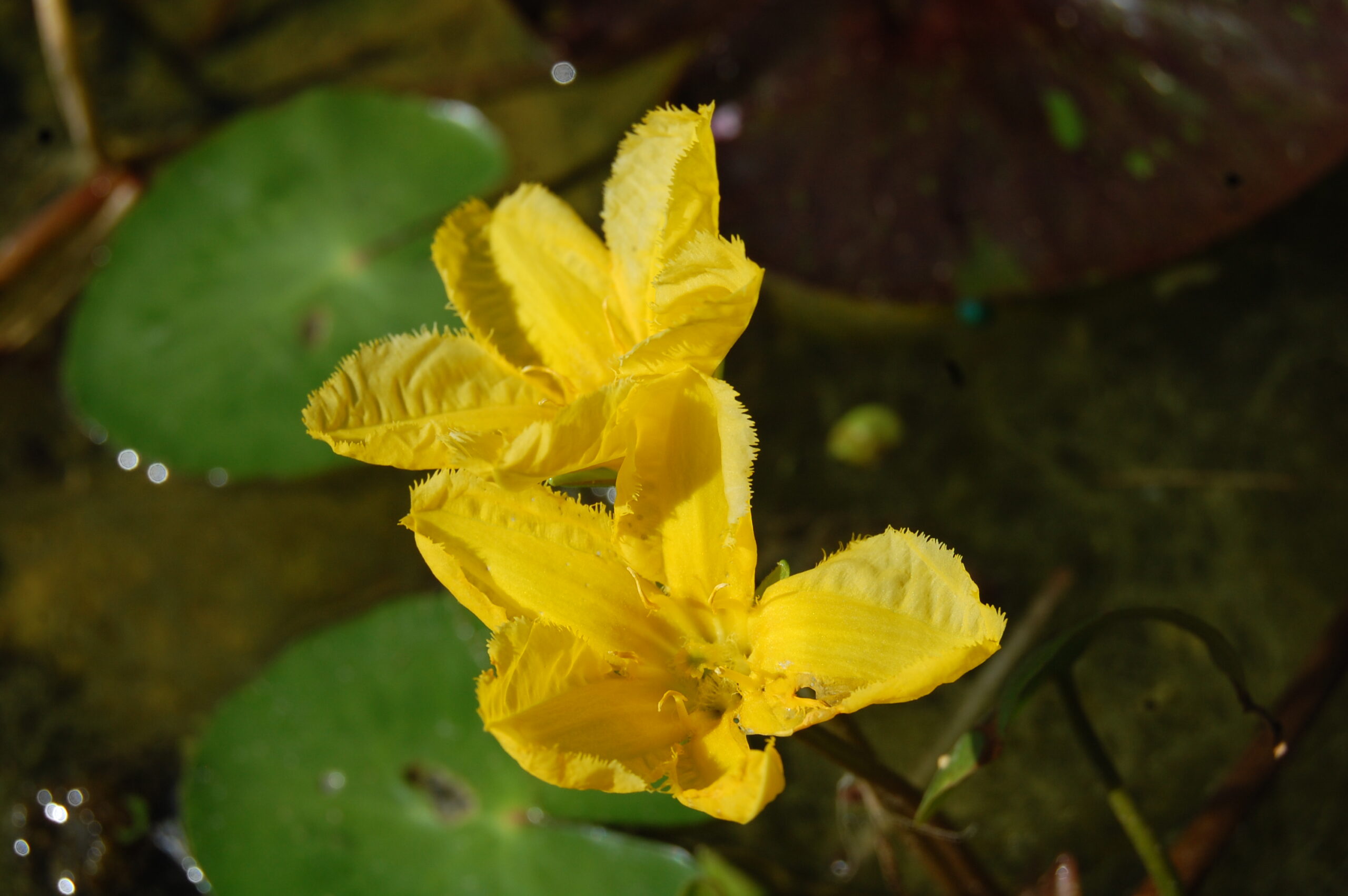 acheter Nymphoides Peltata for sale buy on line (13)